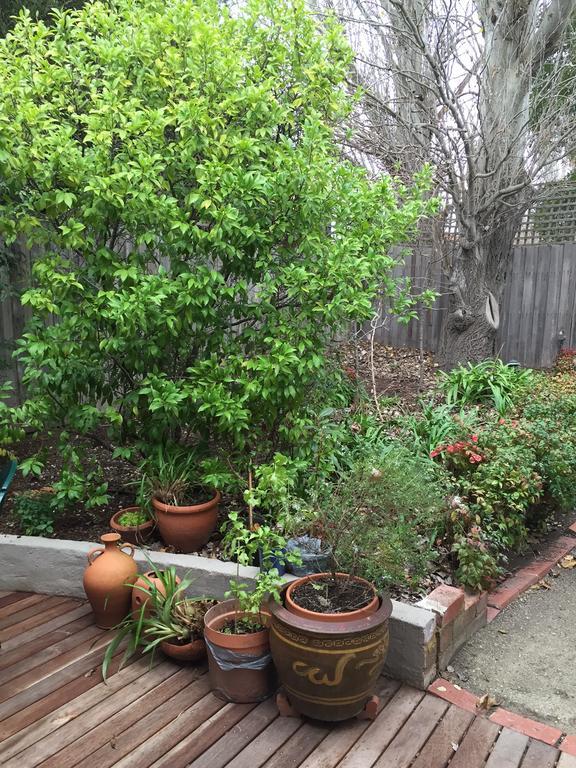 Garden Cottage St Kilda Melbourne City Exterior foto